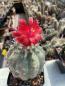 Preview: Submatucana madisoniorum